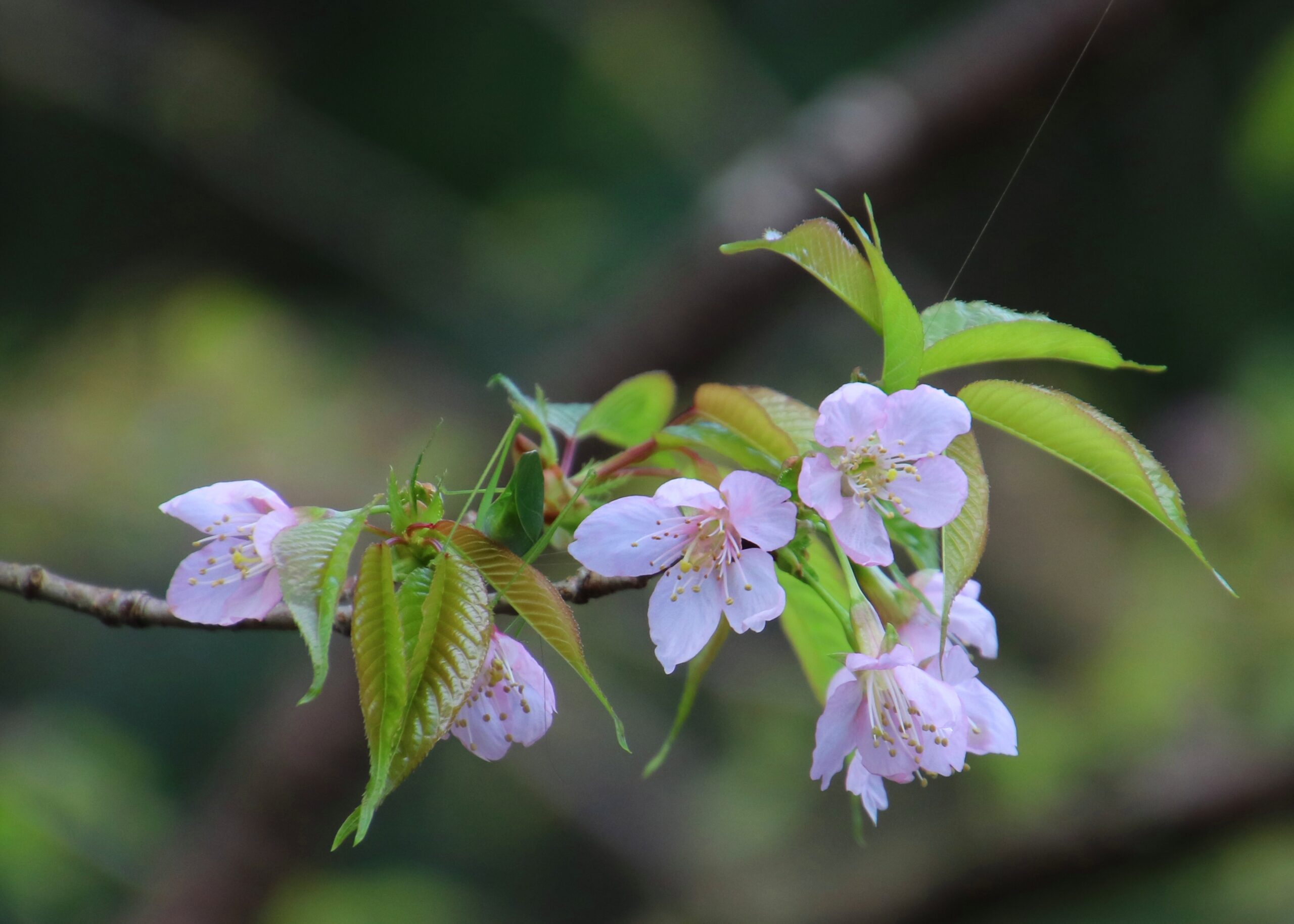 関東では12月に開花するヒマラヤザクラ　（写真提供：熱海市観光協会）
