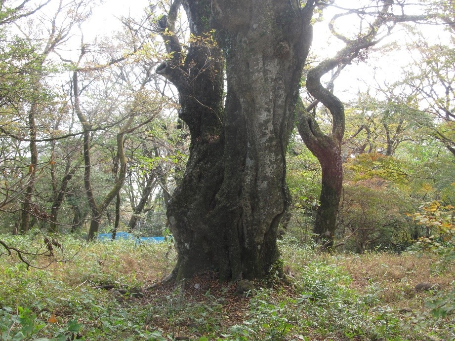 女体山に向かう途中で出会った風格のあるブナ