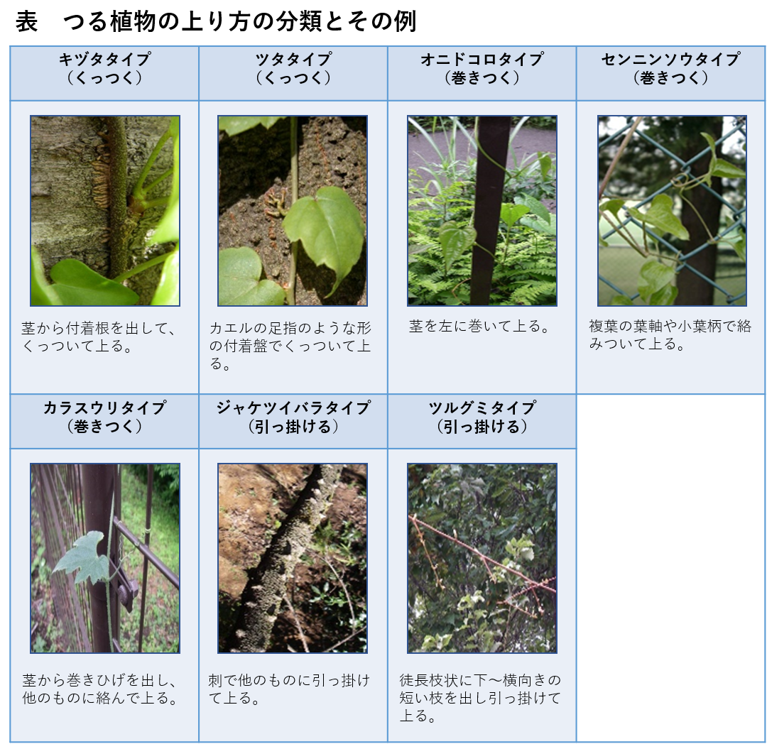 表　つる植物の上り方の分類とその例