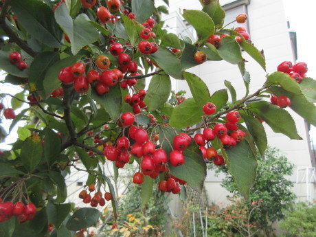 カマツカは秋に赤い実をつける