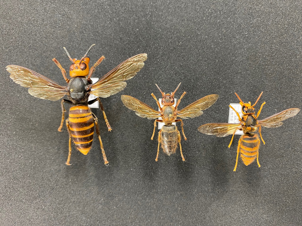 左からオオスズメバチ、チャイロスズメバチ、キイロスズメバチ。この標本はすべて女王バチQueenです。働きバチWorkerは、もう一回り小さくなります。