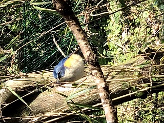 青い鳥として知られるルリビタキも