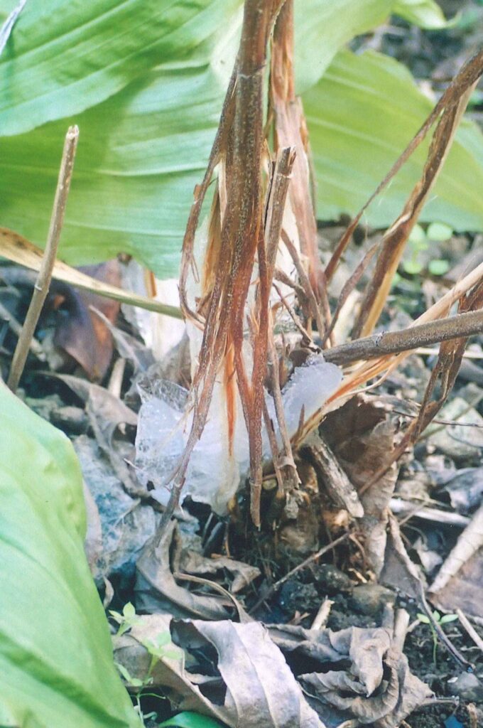 シモバシラの氷晶ができて、何日か経って茎が割れた様子