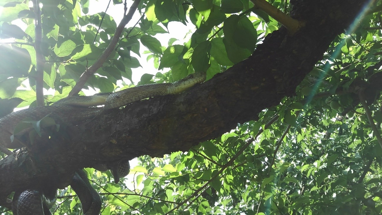 梅の木で交尾中のアオダイショウ　この梅林のウメを守る神様