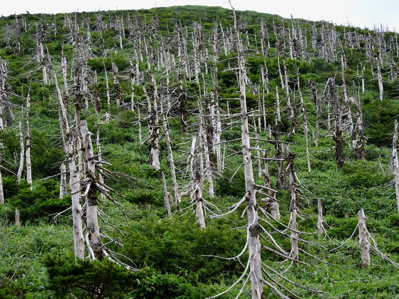 蔵王の地蔵岳山頂付近　多くのオオシラビソが枯れている