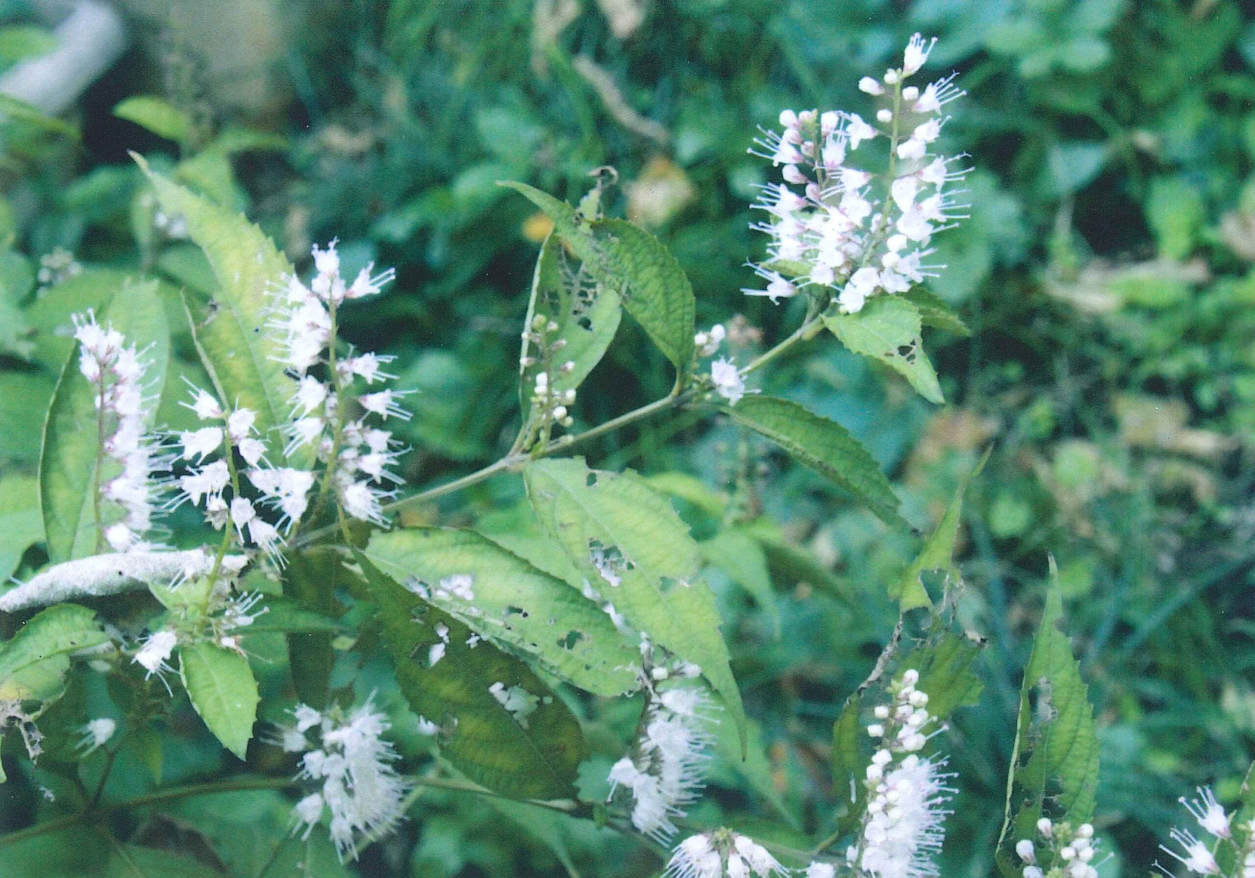 シモバシラの花