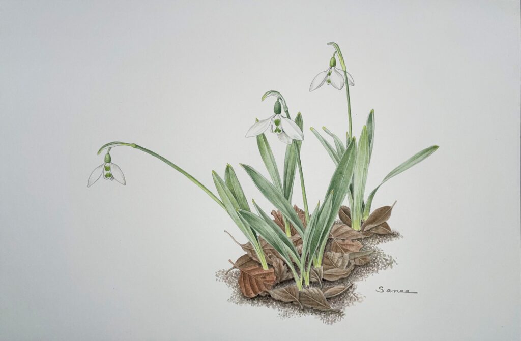 Galanthus elwesii 服部 早苗 画