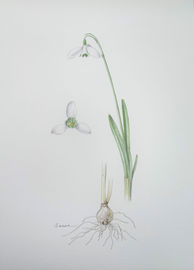 Galanthus ‘Sam Arnott’　服部 早苗　画