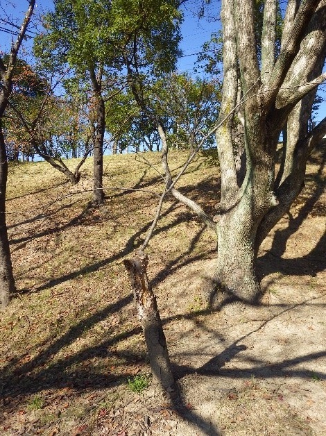 枯木化した大池公園の桜（2019年9月）