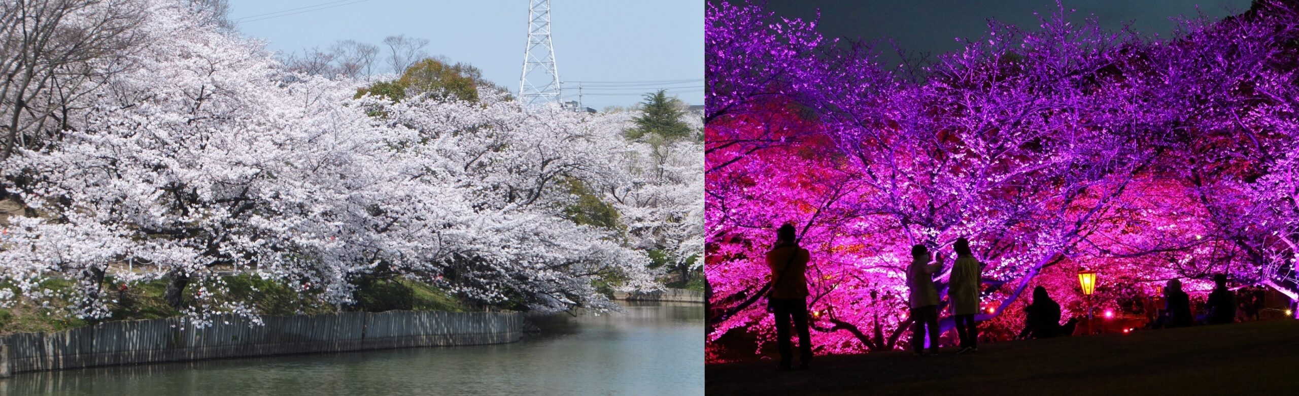 池越しの桜（2018年3月）、右：光と音の夜桜カラフルライトアップ（2021年3月）