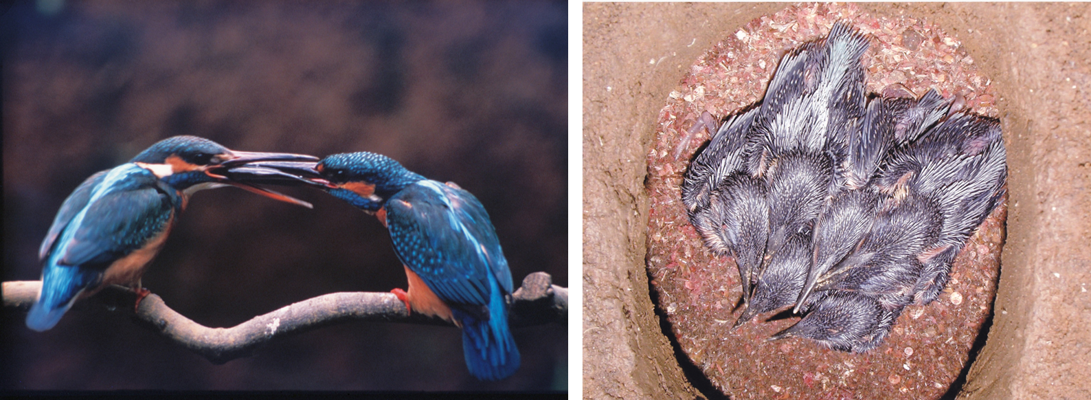 カワセミの求愛給餌行動（1994年6月）と産室内の様子（2008年6月）画像提供：国立科学博物館附属自然教育園
