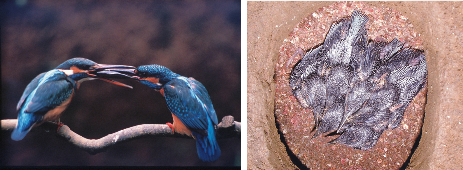 カワセミの求愛給餌行動(1994年6月)と産室内の様子(2008年6月)画像提供:国立科学博物館附属自然教育園