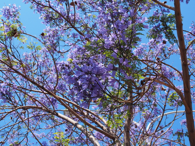 日本にもジャカランダ咲く紫の梢一面陽光受けて
