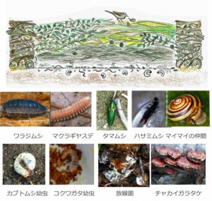 発見された生き物（出典：令和４年度技術研究発表会　資料より）