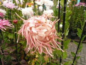 江戸菊