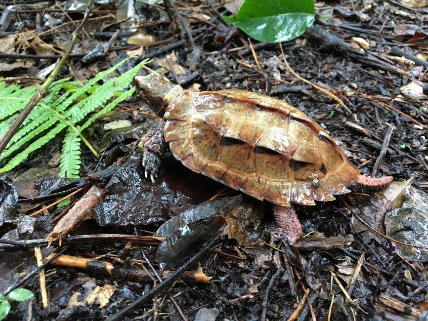 野生下のリュウキュウヤマガメ①