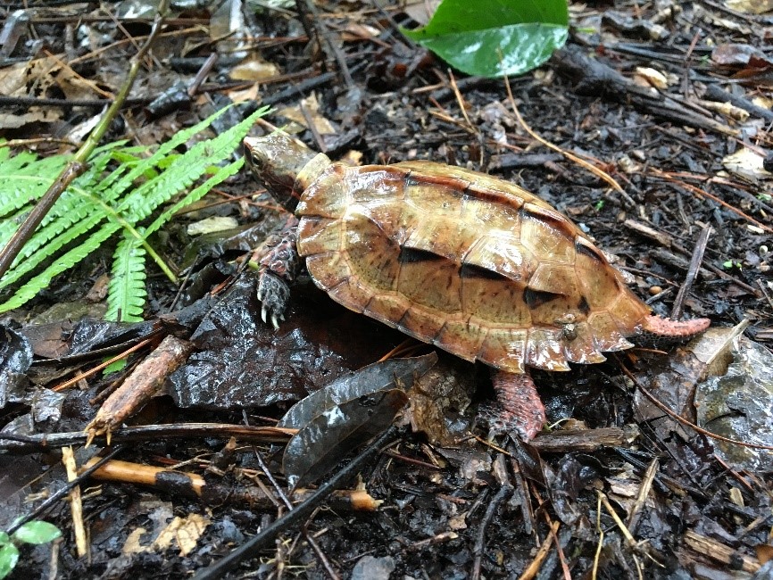 野生下のリュウキュウヤマガメ①