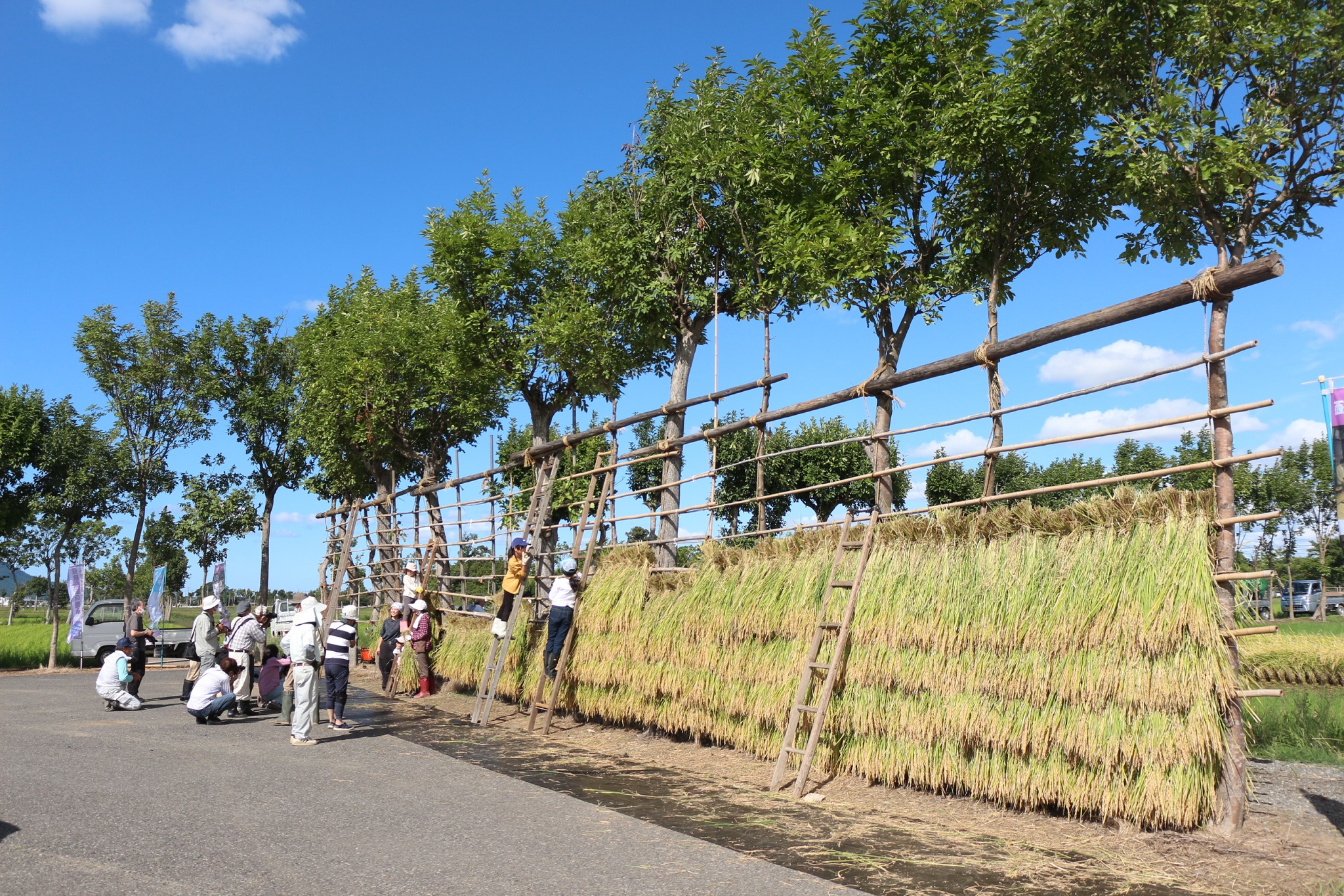 稲収穫後の稲架木（新潟市西蒲区産業観光課提供）