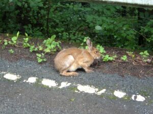 道路横断を諦め道路脇に戻ったノウサギ