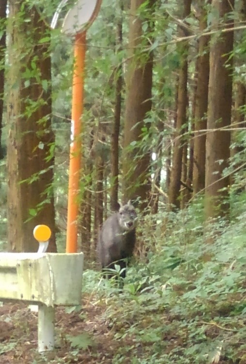 横断しようか？悩んでいる？ニホンカモシカ　