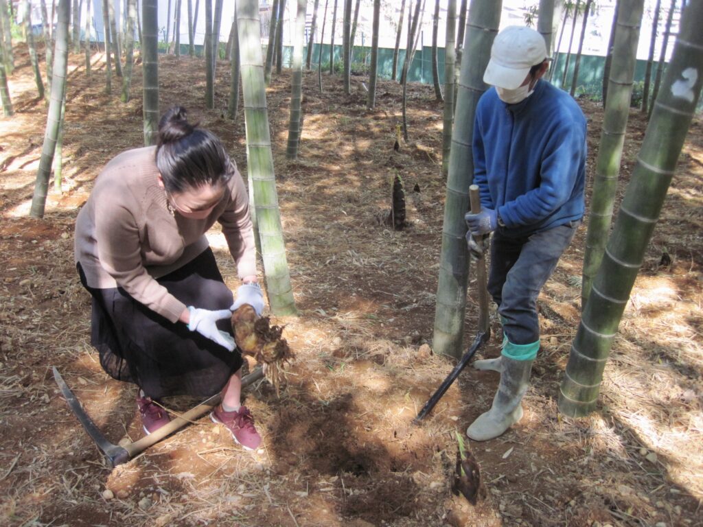 タケノコ堀りの様子