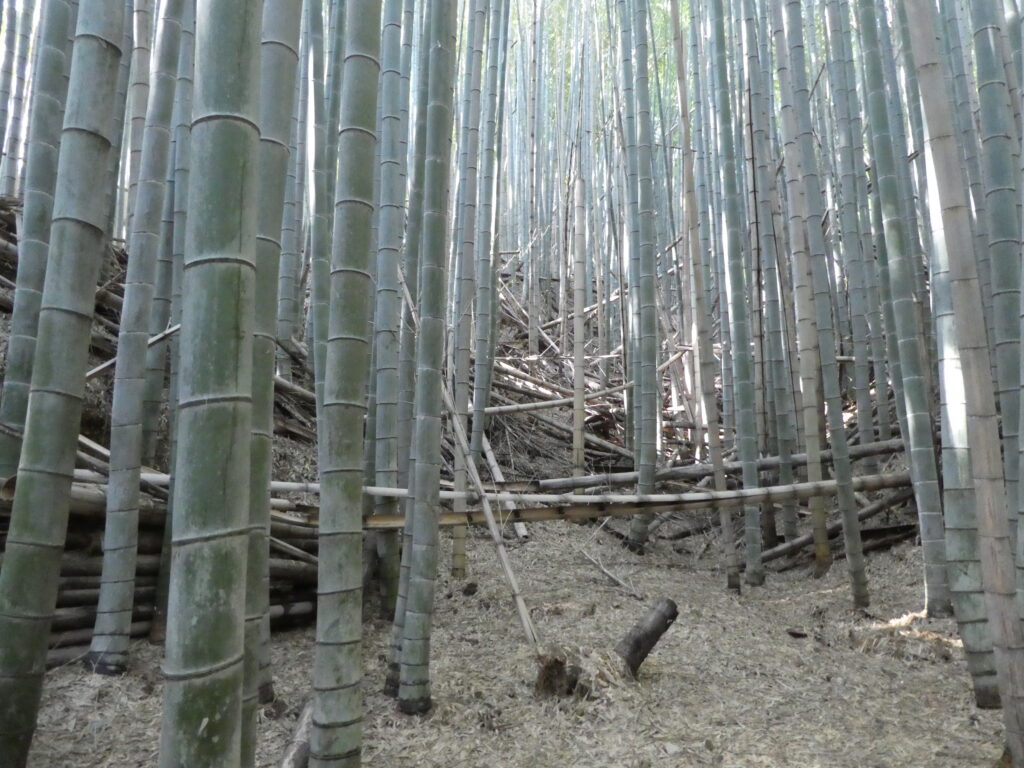 手入れされず放置された竹林