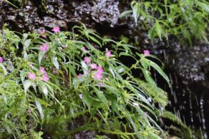 東南アジアの網羅的な植物調査で発見された<br/>ツリフネソウ属の新種(写真提供:陶山研究室)