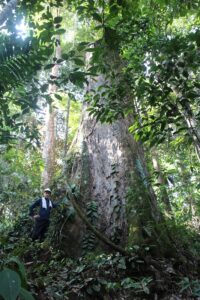 東南アジアに残された豊かな森林で 調査中の陶山教授（写真提供：陶山研究室）