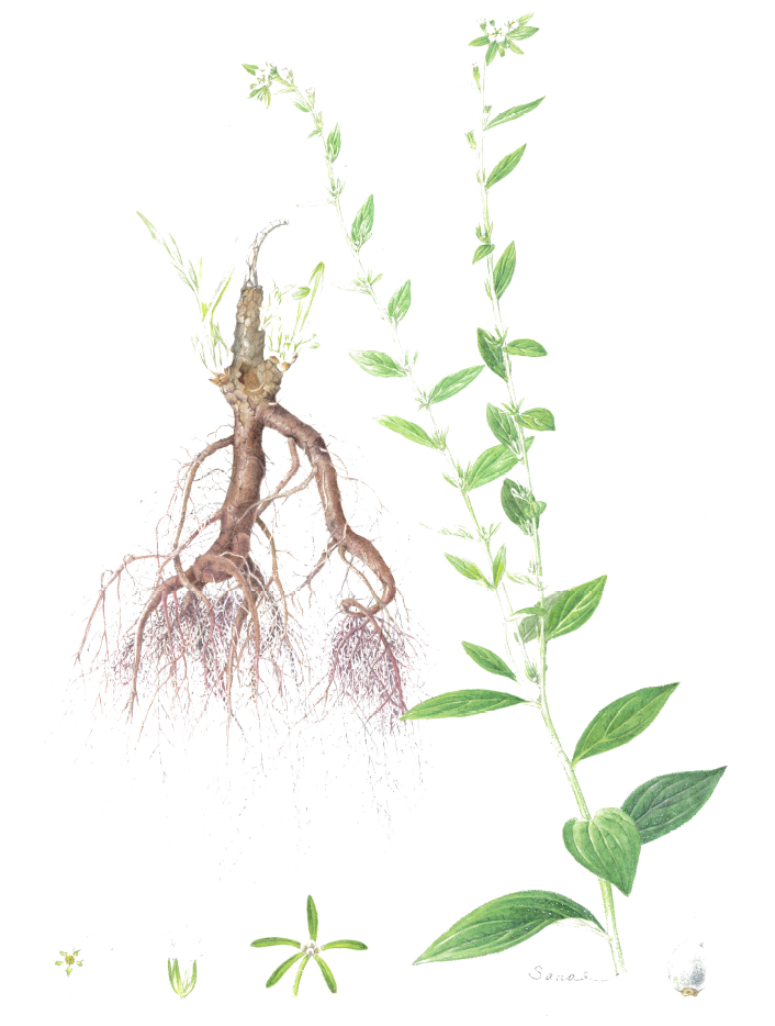 ムラサキ　植物体全体図