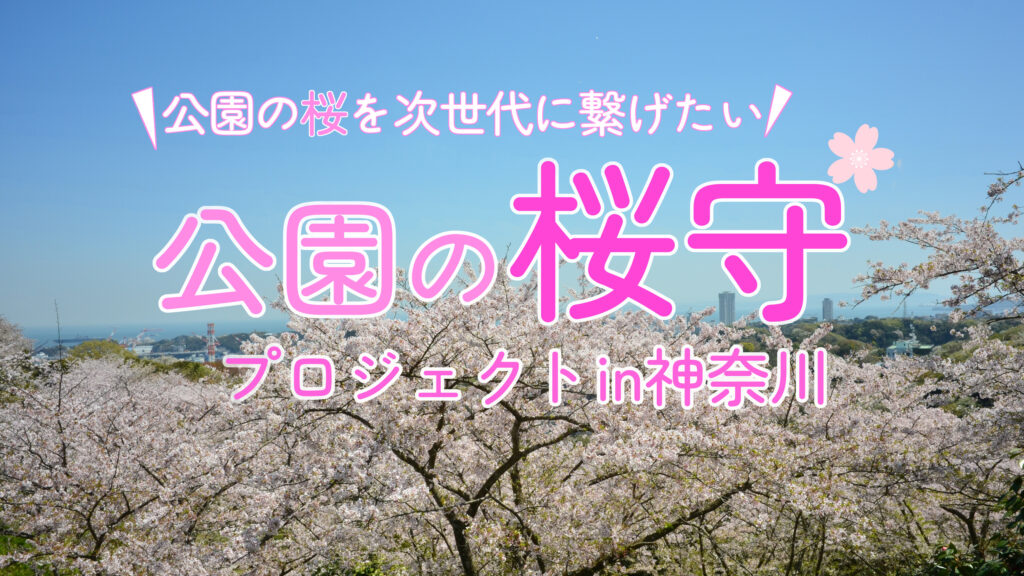 公園の桜守プロジェクト