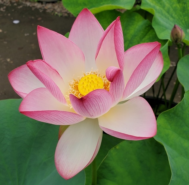 ハス（提供：昭和記念公園）