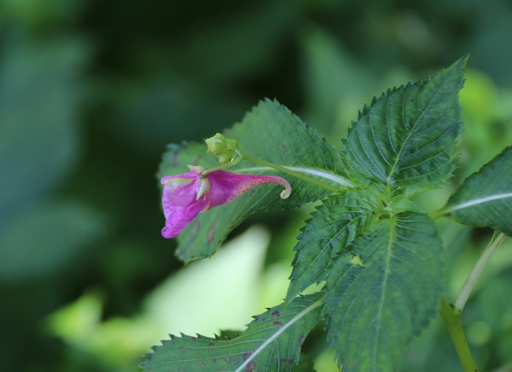 両脇の花弁がうまく写っていませんが、ワタラセツリフネソウです