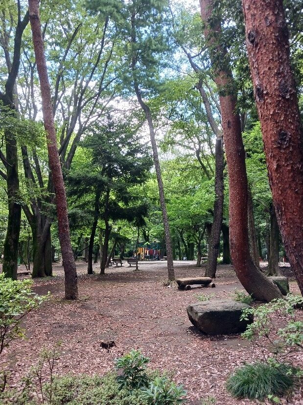 多くの木々に囲まれた管理された公園