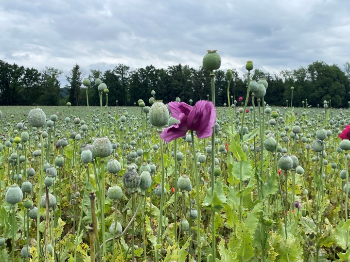 写真3 ケシPapaver somniferumの畑