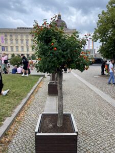 写真5 ランタナLantana camara のスタンダード作りドイツ ベルリンの大聖堂前にて