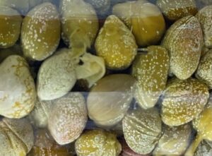写真2 食用のケッパー