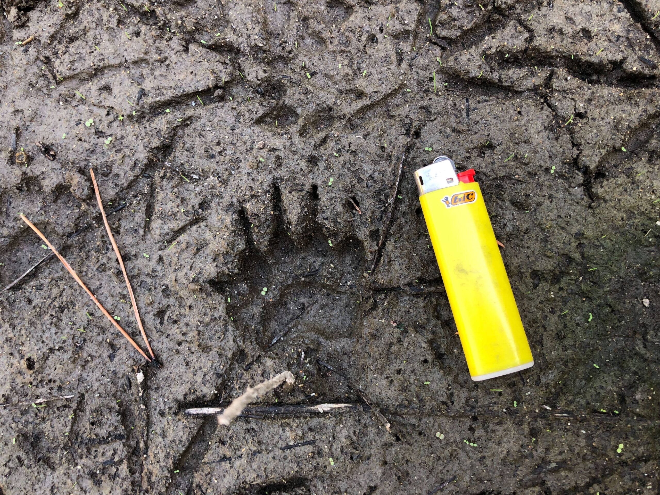 アナグマの足跡 5本指が特徴。ちなみにアライグマも5本指ですが、もっと物を握りやすそうな形状でタヌキは4本指です。
