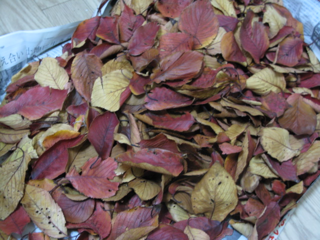 草木染めに使える桜の落ち葉