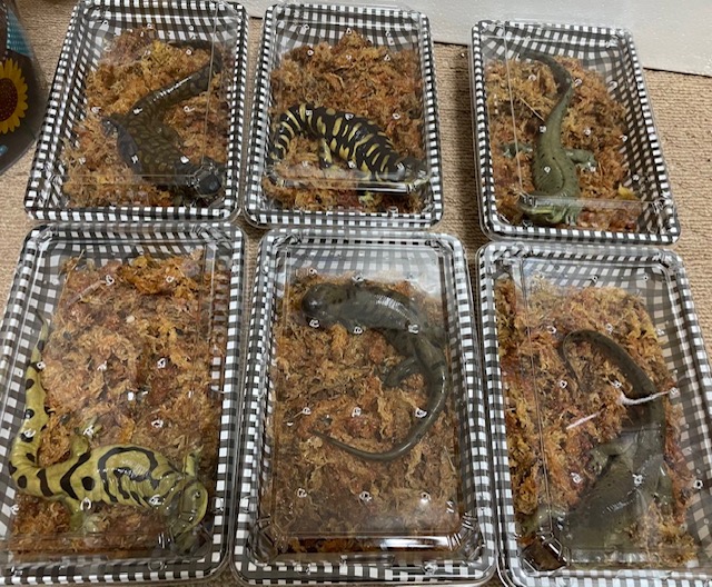 お弁当パックに詰められるタイガーサラマンダー