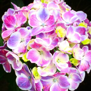 【季節のいろ】 この時期はあじさいが目を楽しませてくれます。水色、青、紫、ピンクなどのグラデーションは水彩絵の具をにじませたようです。