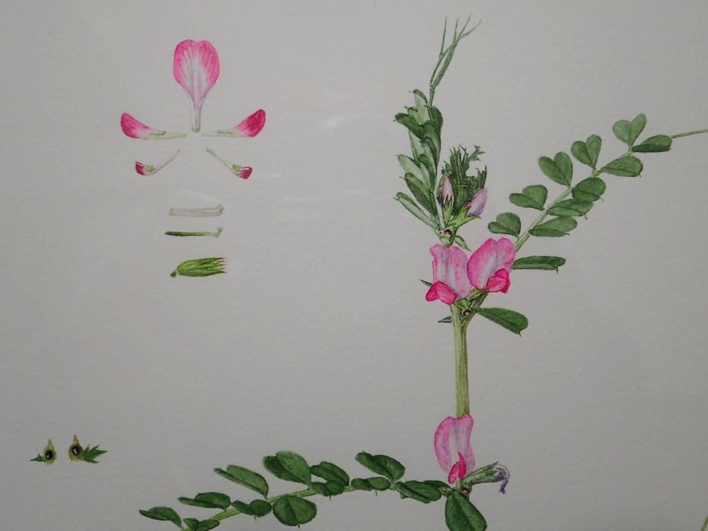 カラスノエンドウ 花