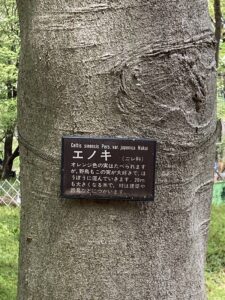 樹名板