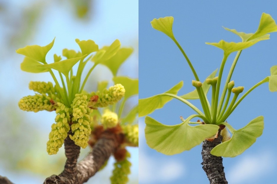 季節を変えて、春に見に行くと雄花(左)と雌花(右)が咲いている。