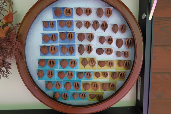 様々な形のオニグルミの核を集めた標本展示