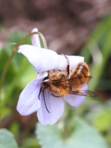 蜜を吸いに、虫がやってくる