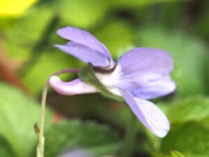 花の後ろにちょこんと突き出ているのが、距。