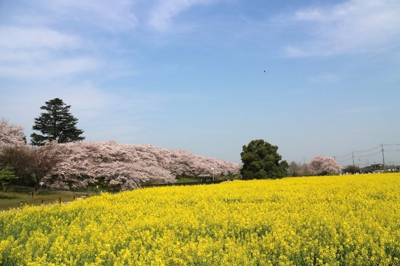 権現堂桜堤の菜の花すべてアブラナ