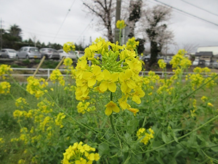 蕾が中心に見えるアブラナの花序