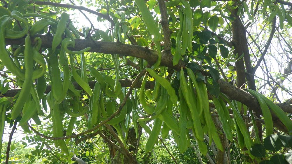 イナゴマメ　実（提供：大阪市立長居植物園）