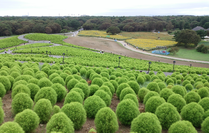 国営常陸海浜公園のみはらしの丘の「コキア」と背景の「樹林ゾーン」